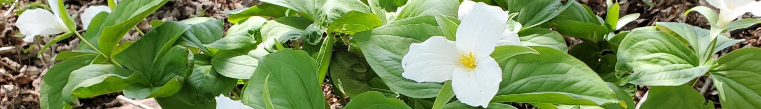 Trillium Holistic